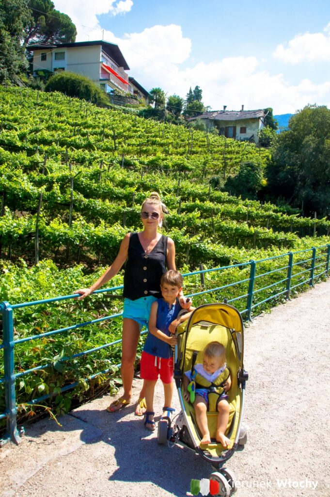 uprawy winorośli w Południowym Tyrolu spotykaliśmy na każdym kroku, na zdjęciu powyżej w Merano (fot. Łukasz Ropczyński, kierunekwlochy.pl)