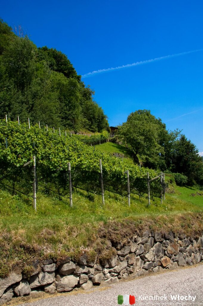 uprawy winorośli przy drodze prowadzącej do Wodospadu Partschinser, Południowy Tyrol (fot. Łukasz Ropczyński, kierunekwlochy.pl)